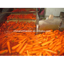 2016 Crop Chinese Carrot